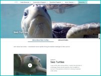 seaworld.org/animals/all-about/sea-turtles