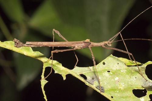 stick insect (Ctenomorpha_chronus)